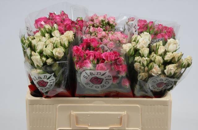 Роза куст. Микс в баке 50, шт.