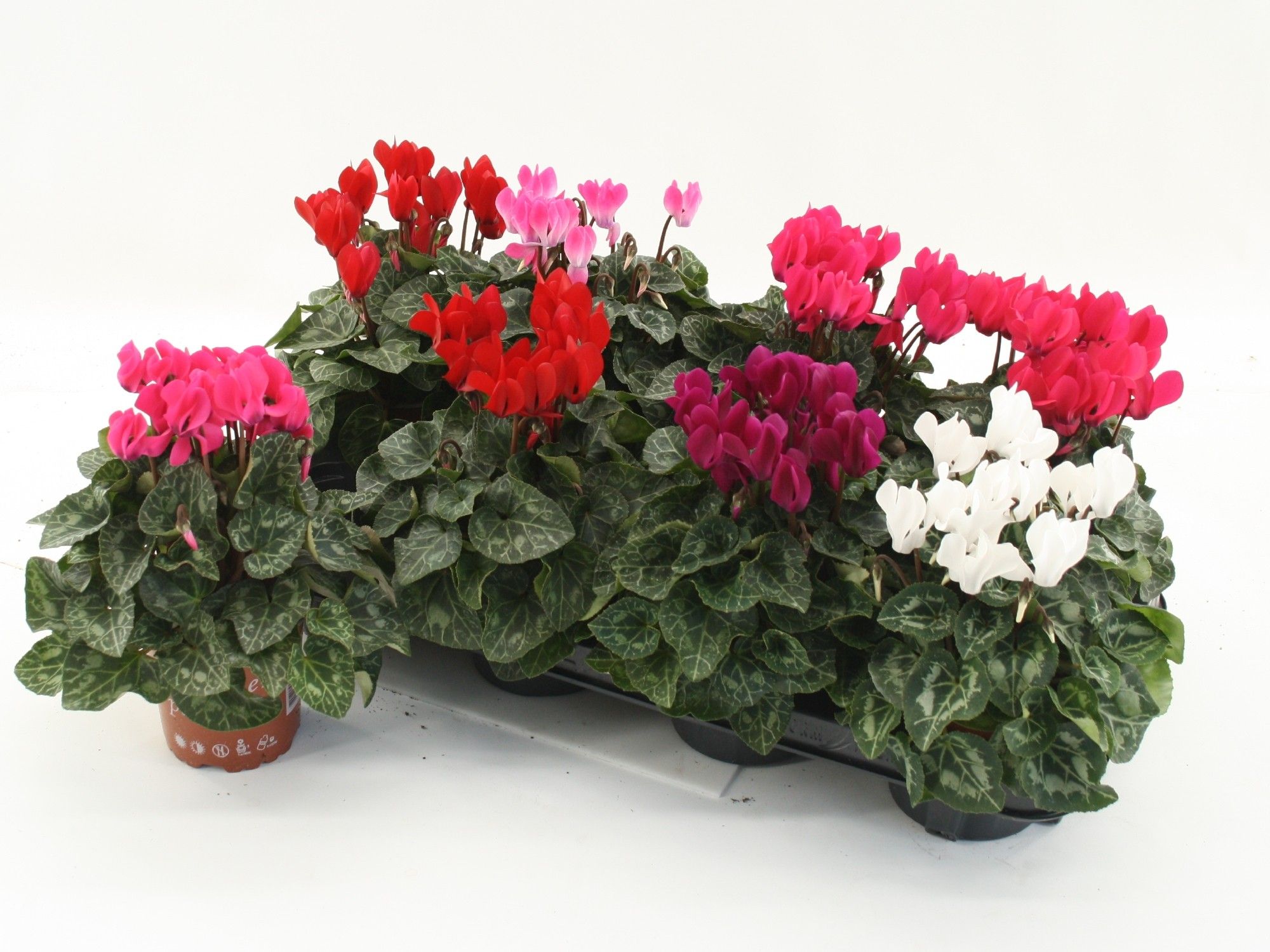 Cyclamen Super Serie Compact Mix, D 10,5