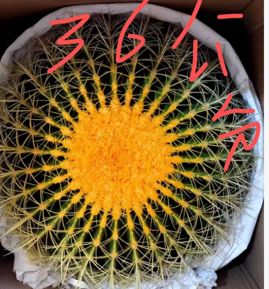 Кактус Бьютифул Тайгер 36 35