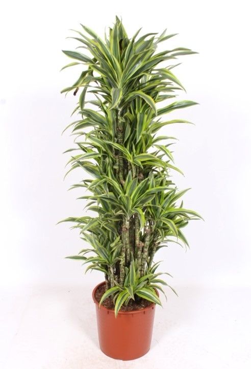 Dracaena Lemon Lime, D 34