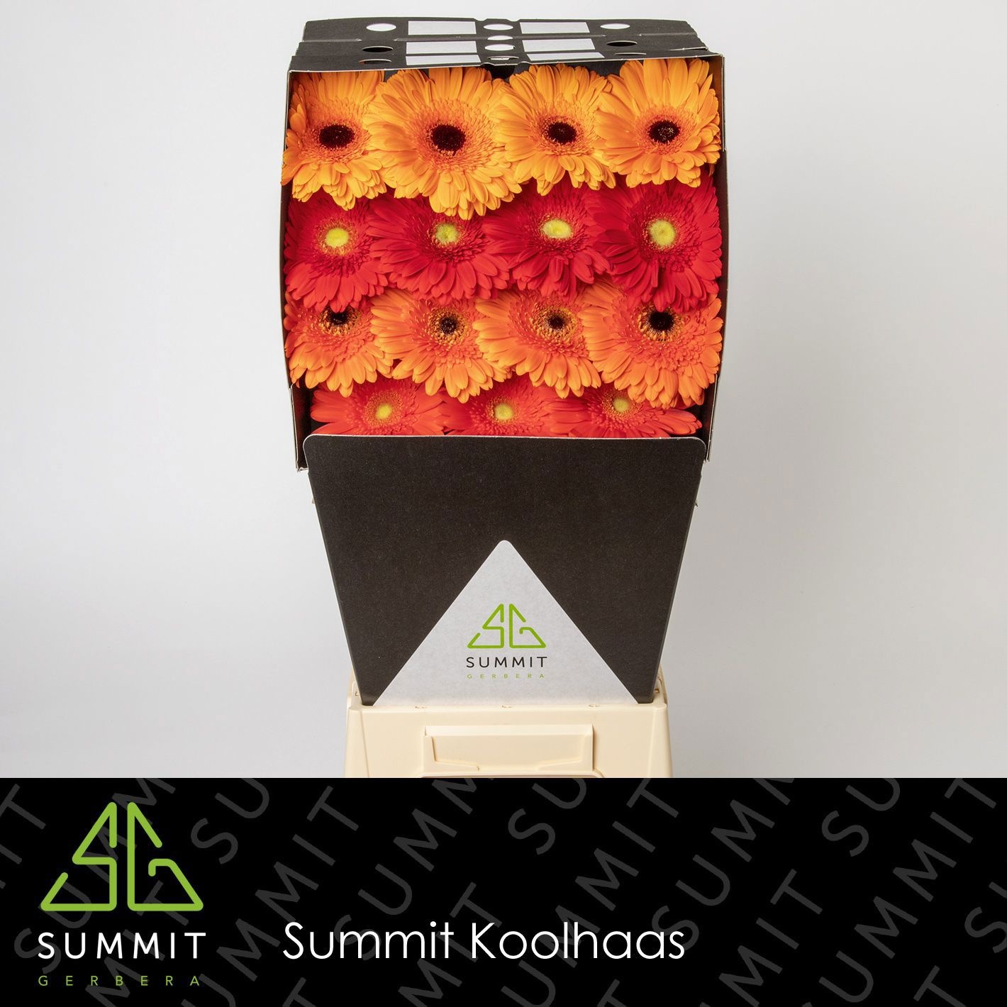 Гербера Микс в линию, шт.