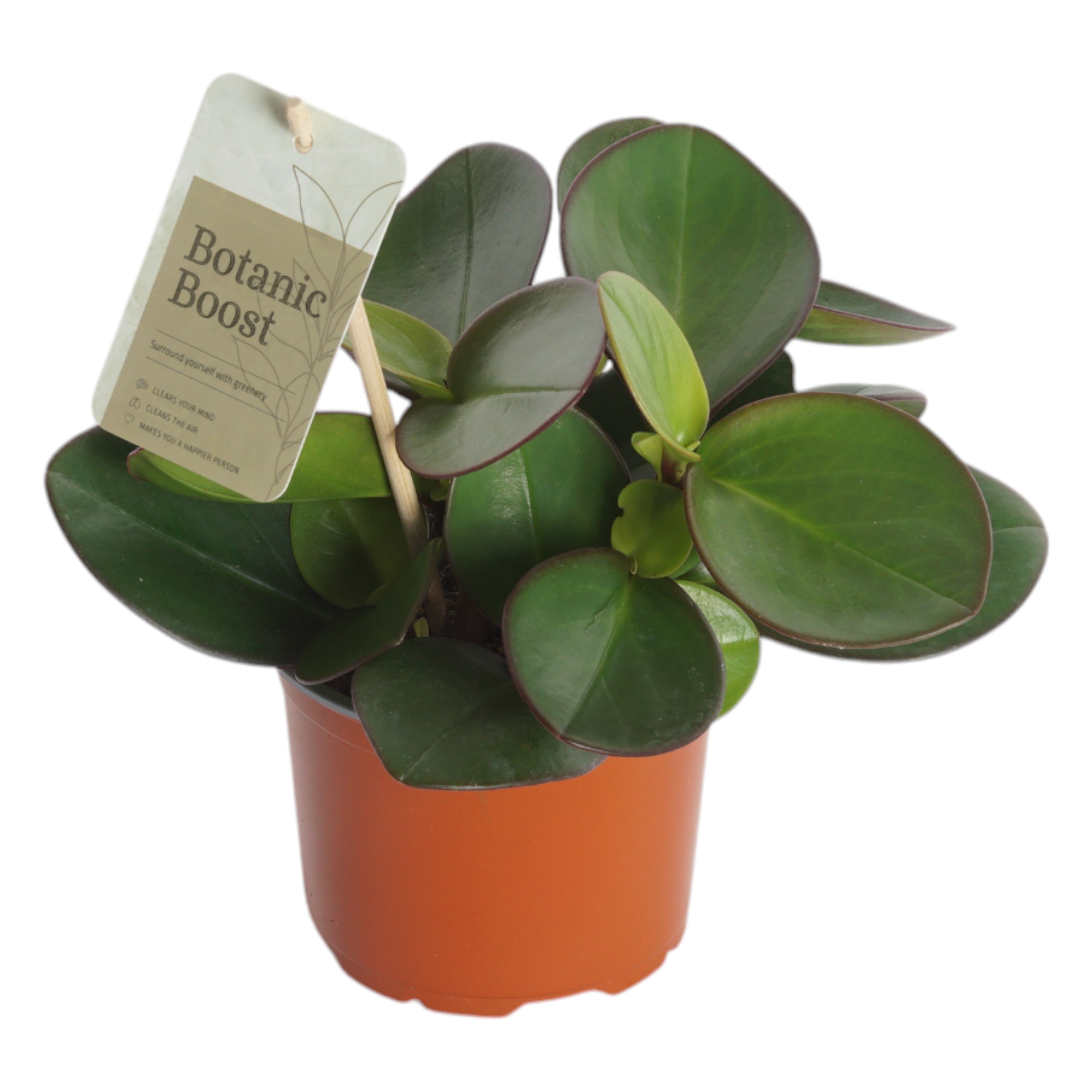P12 Peperomia Clusiflolia Red Edge, D 12
