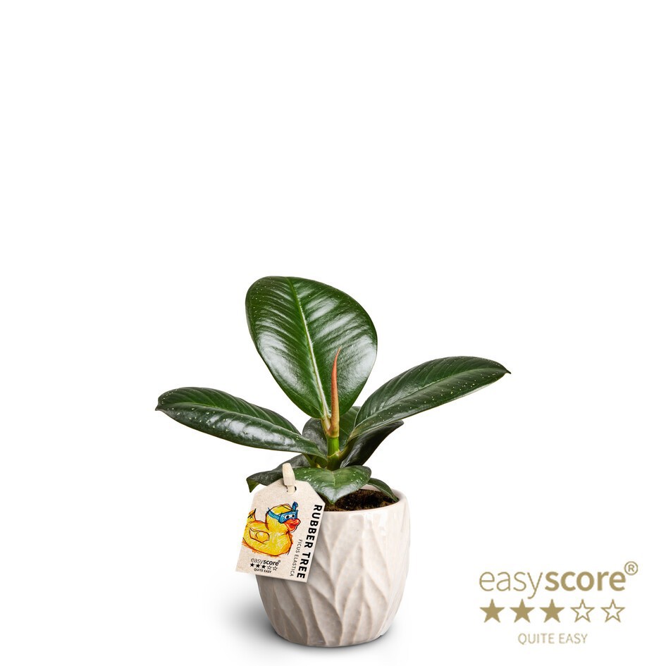 Leaf Sand, Ficus elastica ´Sofia´, D 7