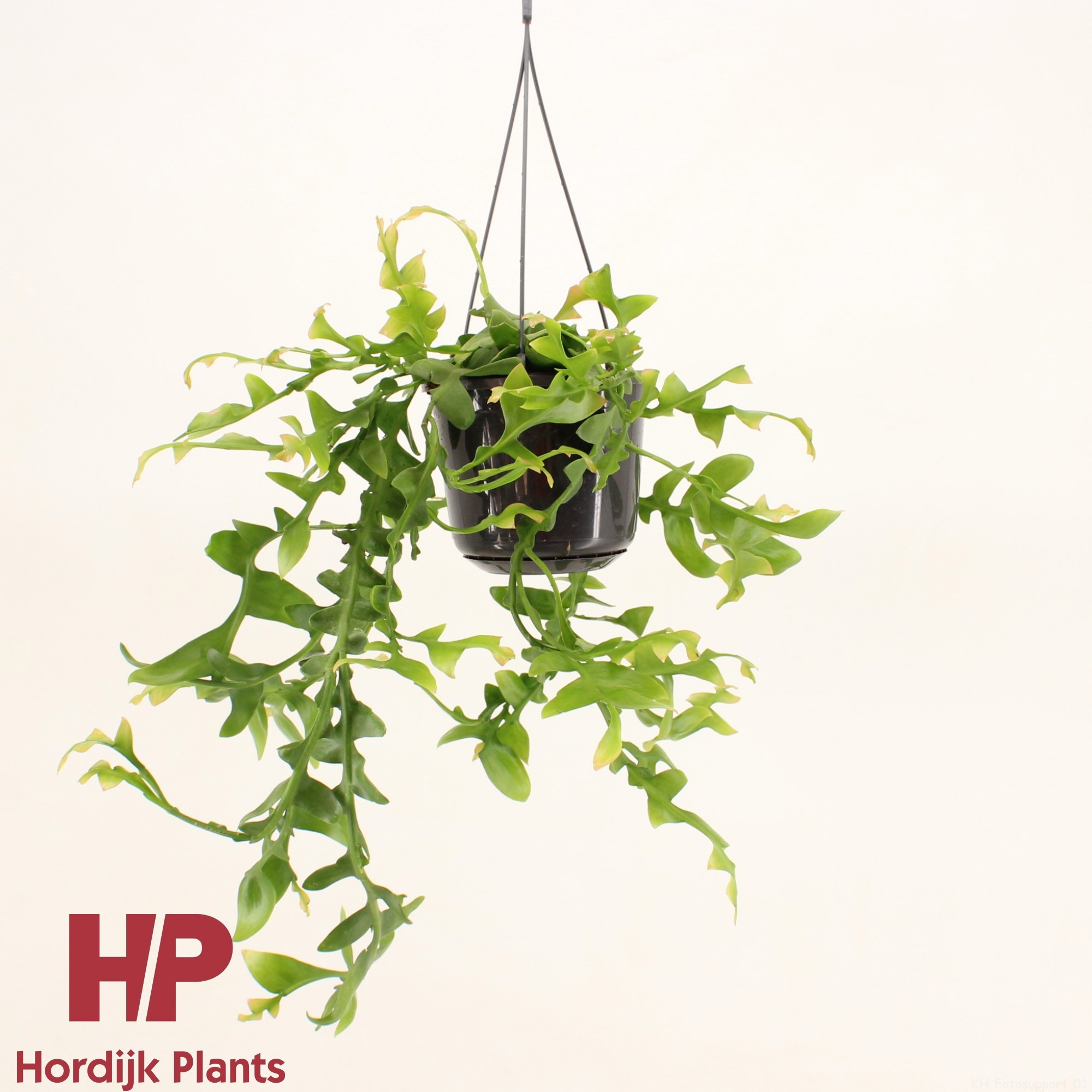 Epiphyllum chrysocardium, D 15