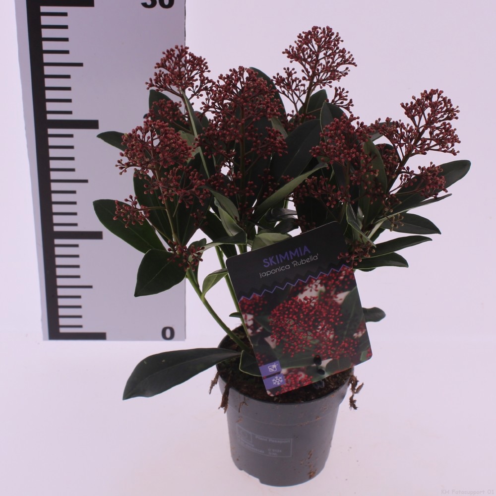 Skimmia jap. 'Rubella', D 10,5 cm