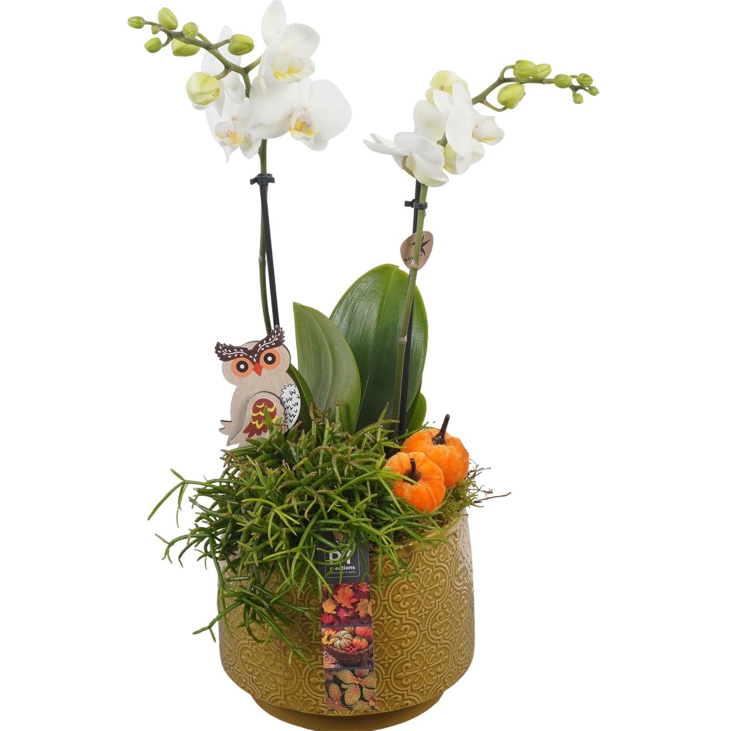 PTHI5525 Arrangement Herfst Indoor in keramiek pot, D 17 cm PTHI5525 Arrangement Herfst Indoor in keramiek pot, D 17 cm
