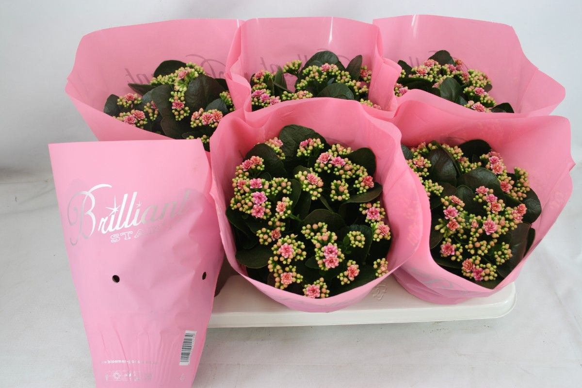 Gevuld 15 cm Weaver Brilliant (licht-roze), D 15