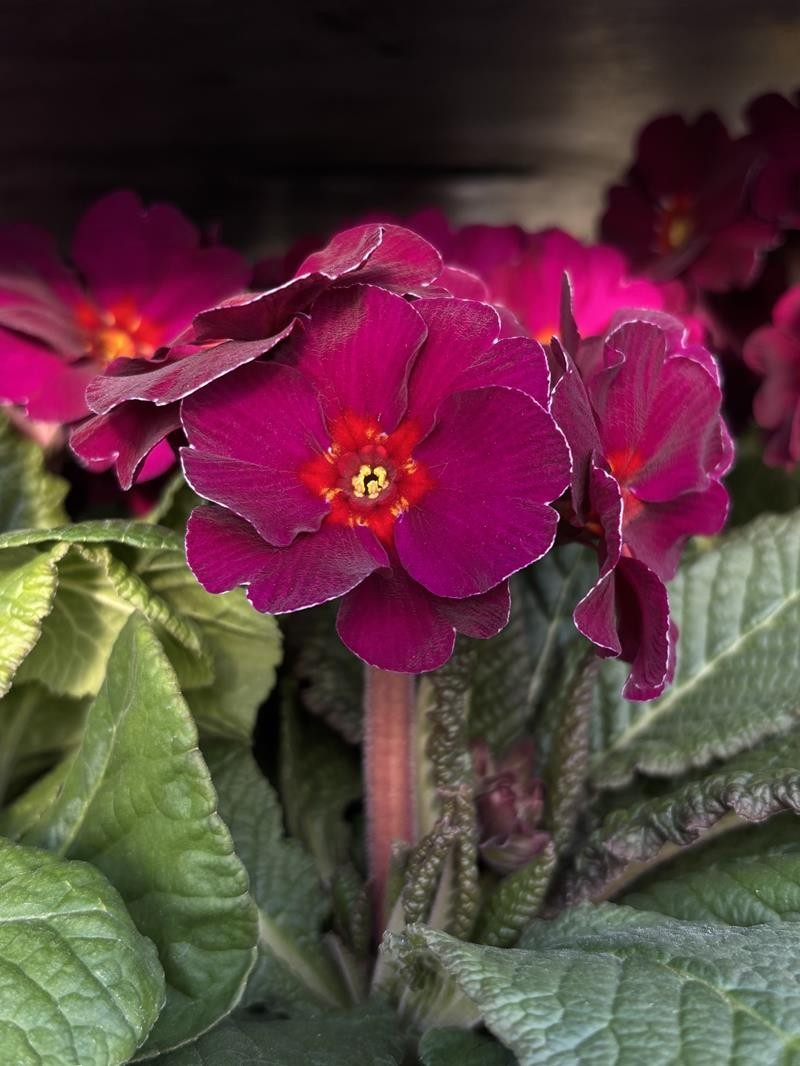 PRIMULA VERIS 'PURPLE', D 11