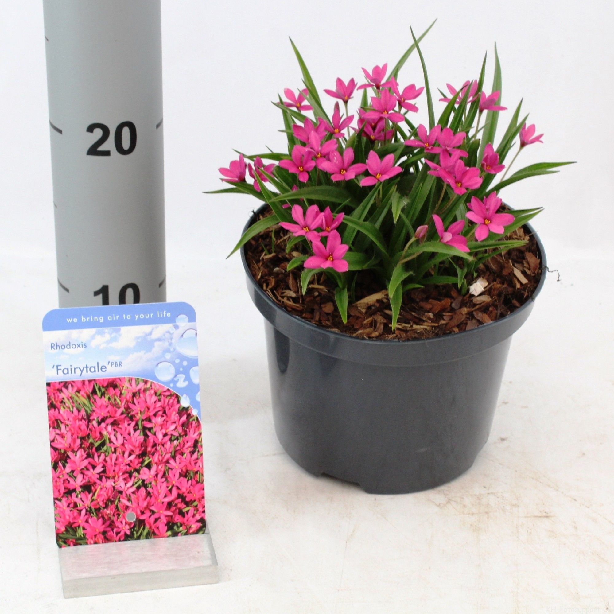 Rhodoxis 'Fairy Tale'®, D 17