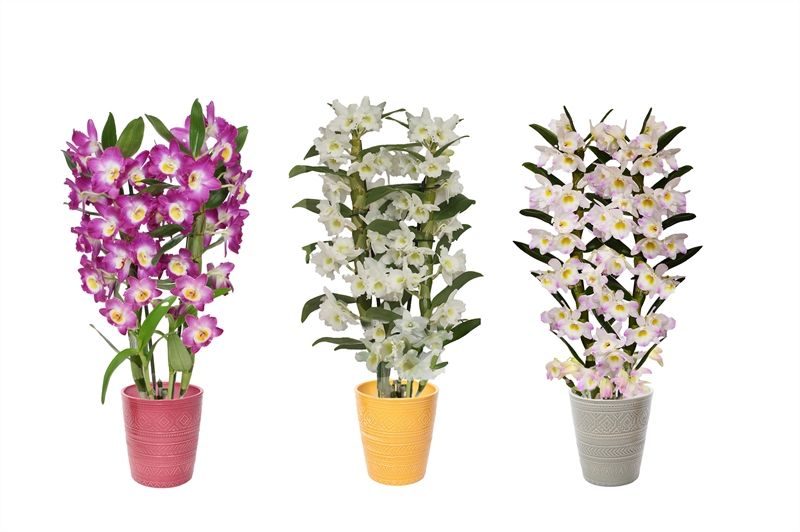 Zoe p12 tribal safari mix Dendr Nobile mix 2T14+tros, D 12 cm