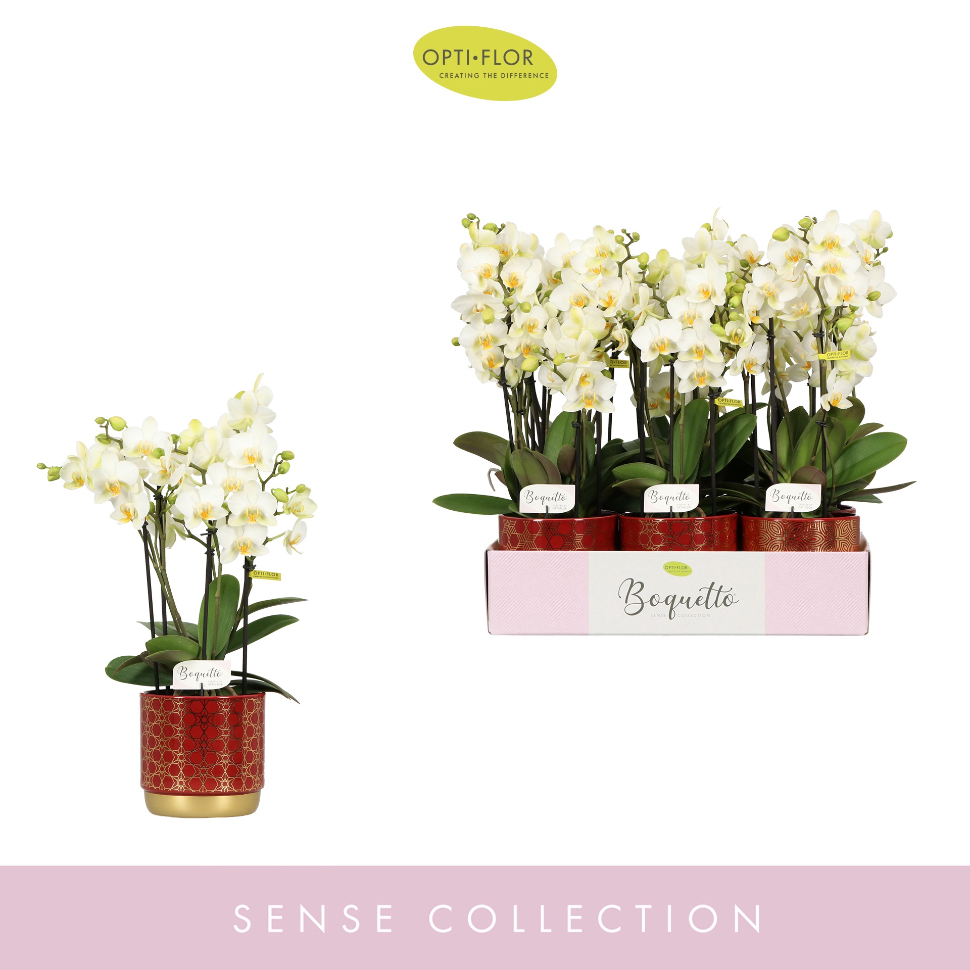 Boquetto Beauty 3-5 spike in Christmas Red Mix, D 12 cm