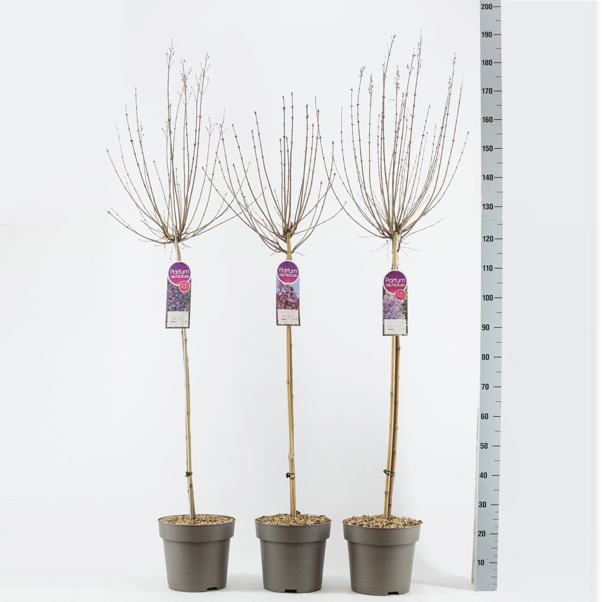 Syringa mini sering licentie, stam 90, 2-jarige kroon, mix, D 27 cm Syringa mini sering licentie, stam 90, 2-jarige kroon, mix, D 27 cm