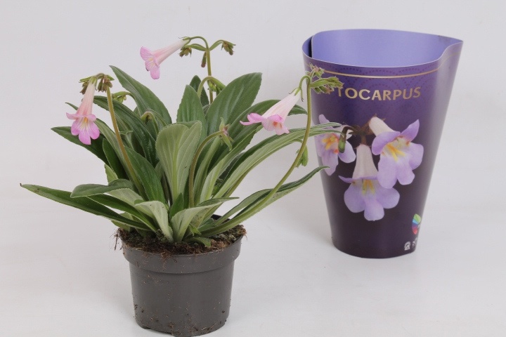 Streptocarpus 'Little Lina', D 10,5