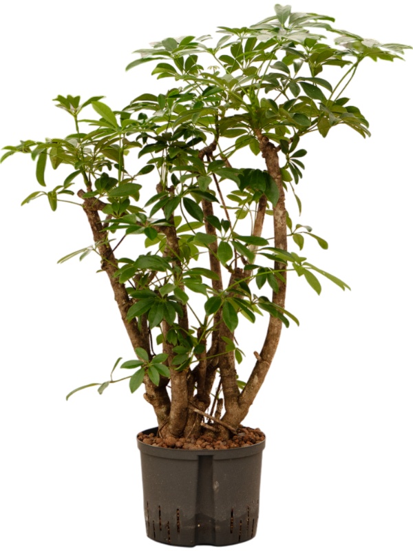 Schefflera arboricola 'Compacta', D 25 cm