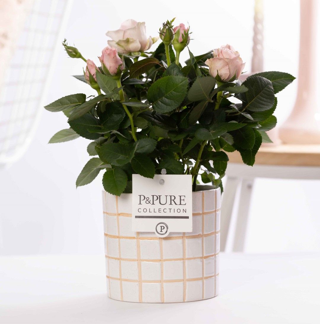 Rosa light pink in P&PURE Tirza ceramics, D 12