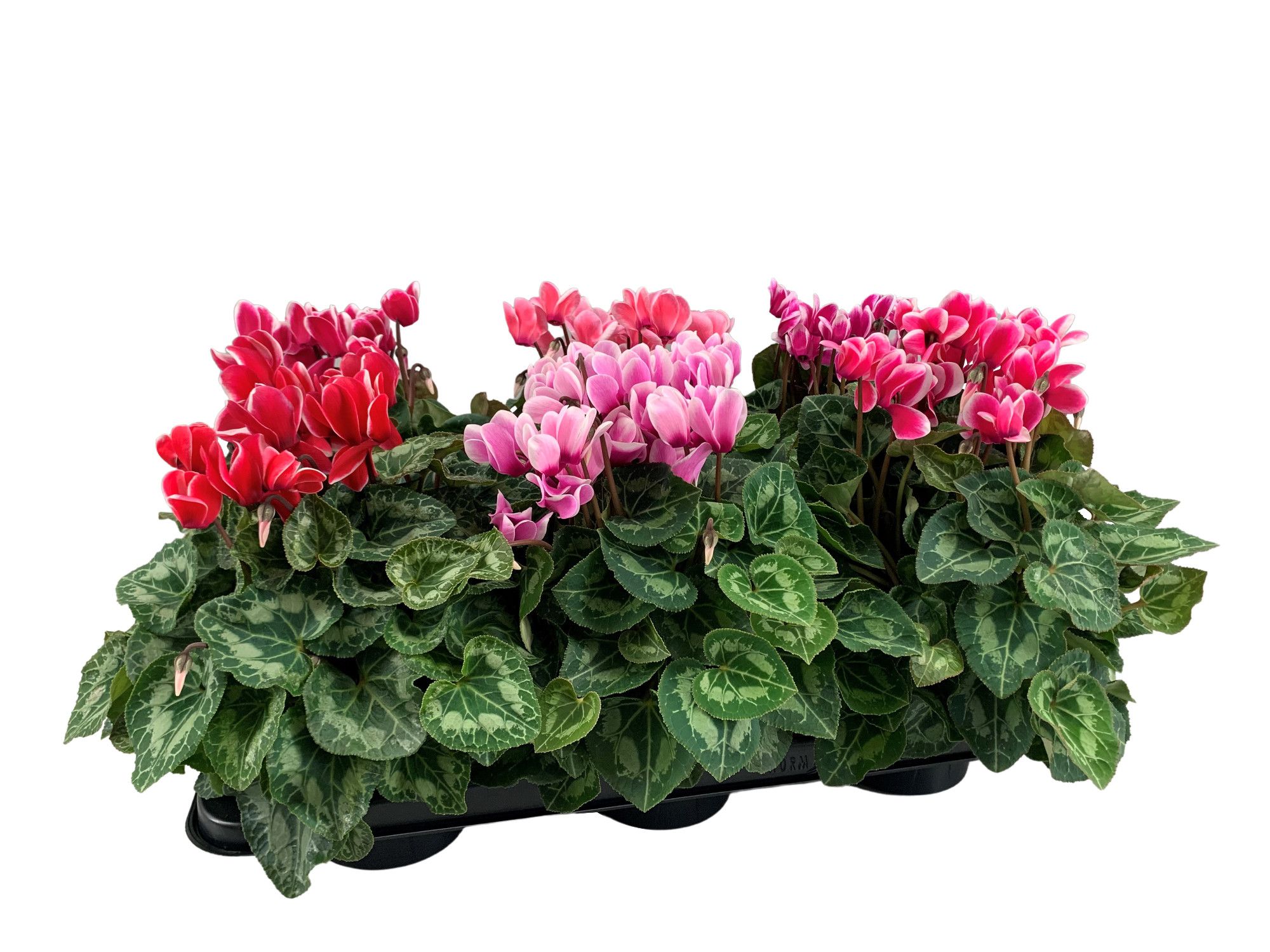 Cyclamen Halios Fantasia, D 13