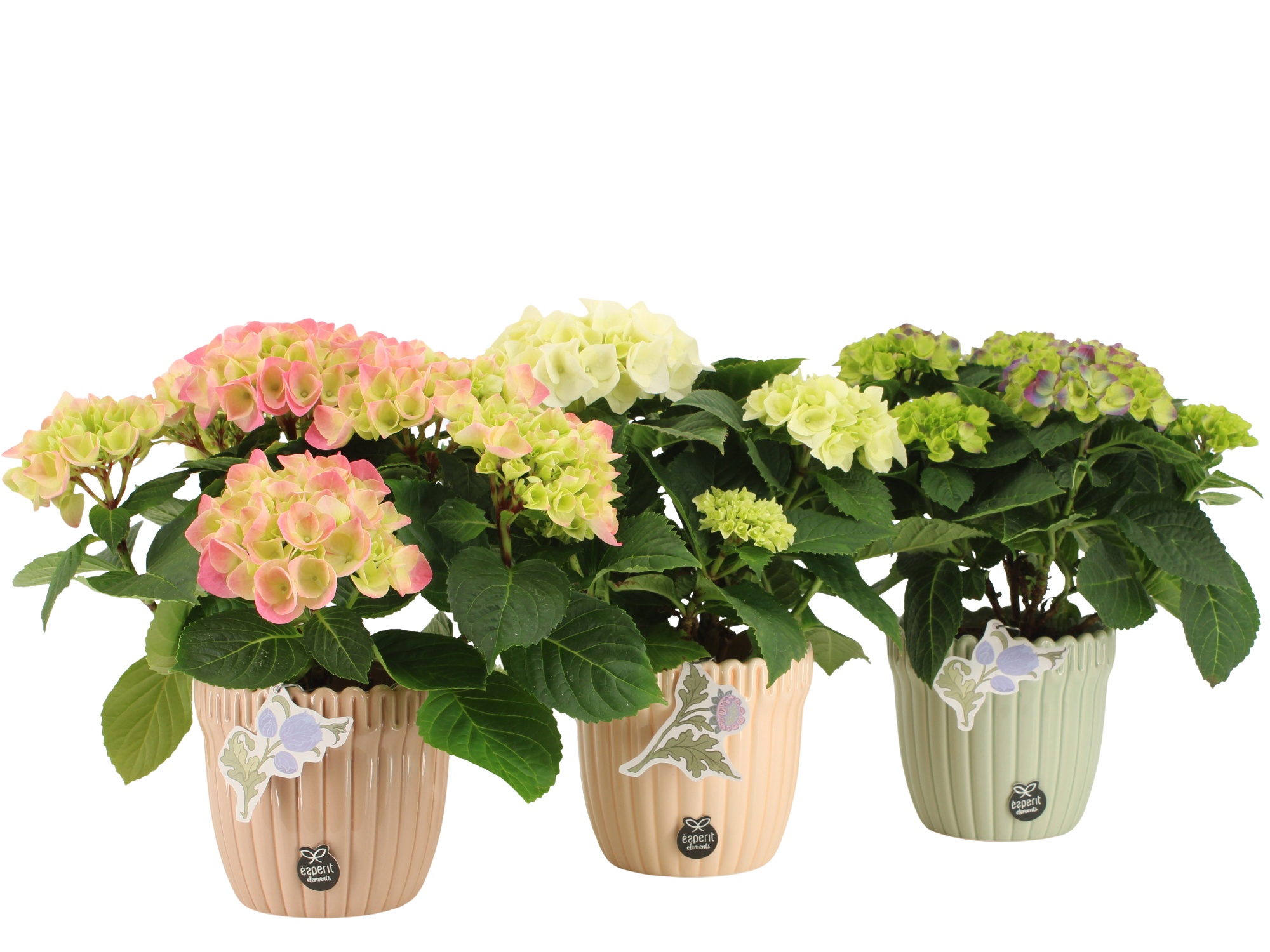 21920: Contradiction arrangement, D 12