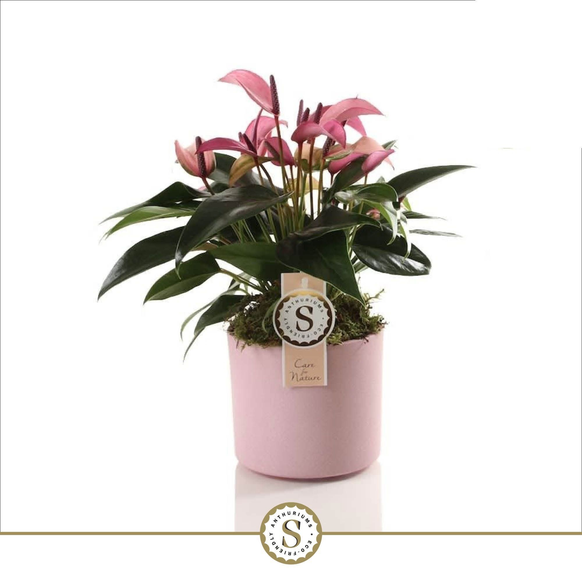 Bari keramiek Pink - Zizou 12cm, D 12