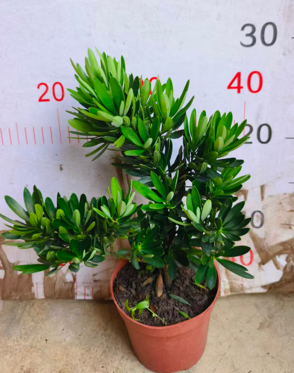 Подокарпус макрофйллус Чрйсантемум Харт Подокарпус 11 30