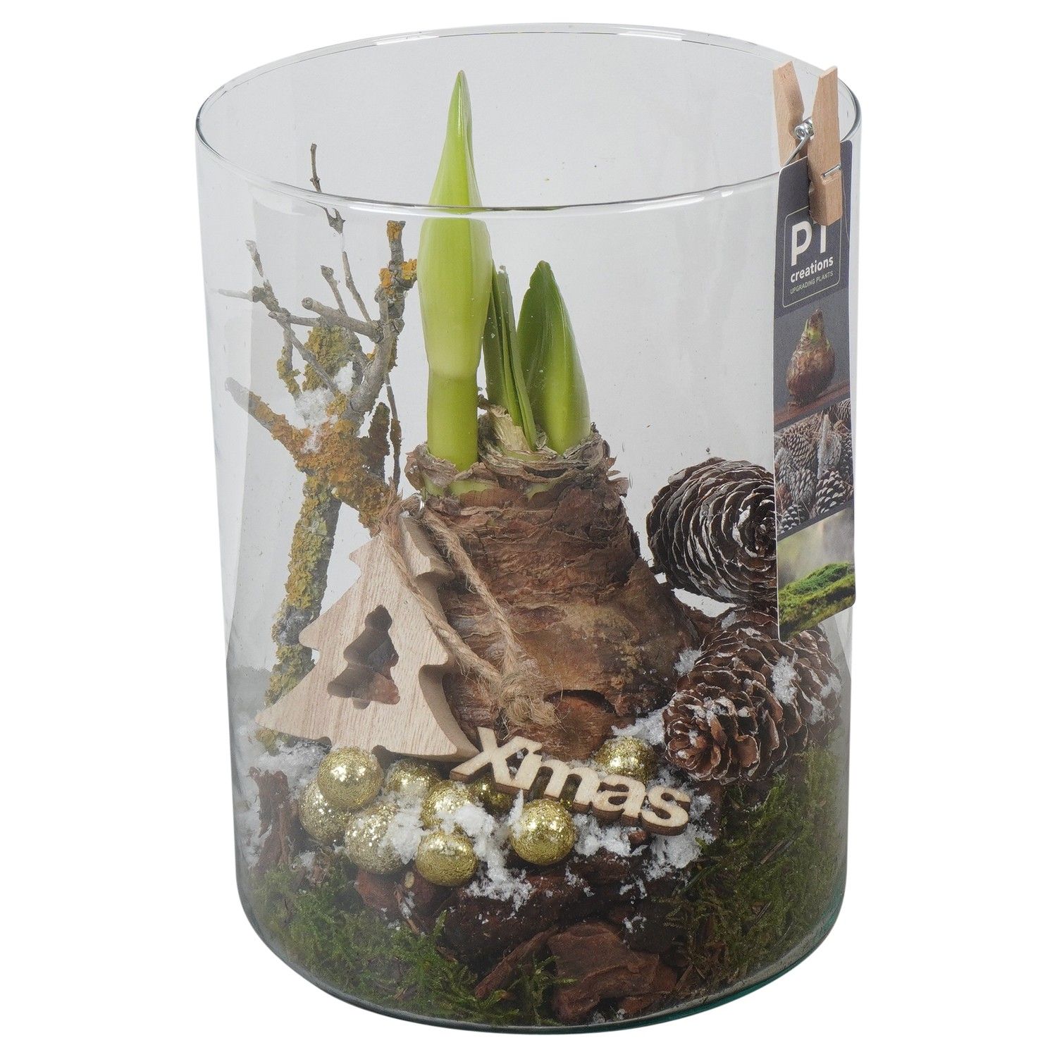 PTACH5944 Arrangement Amaryllis Christmas in glazen vaas, D 15 cm