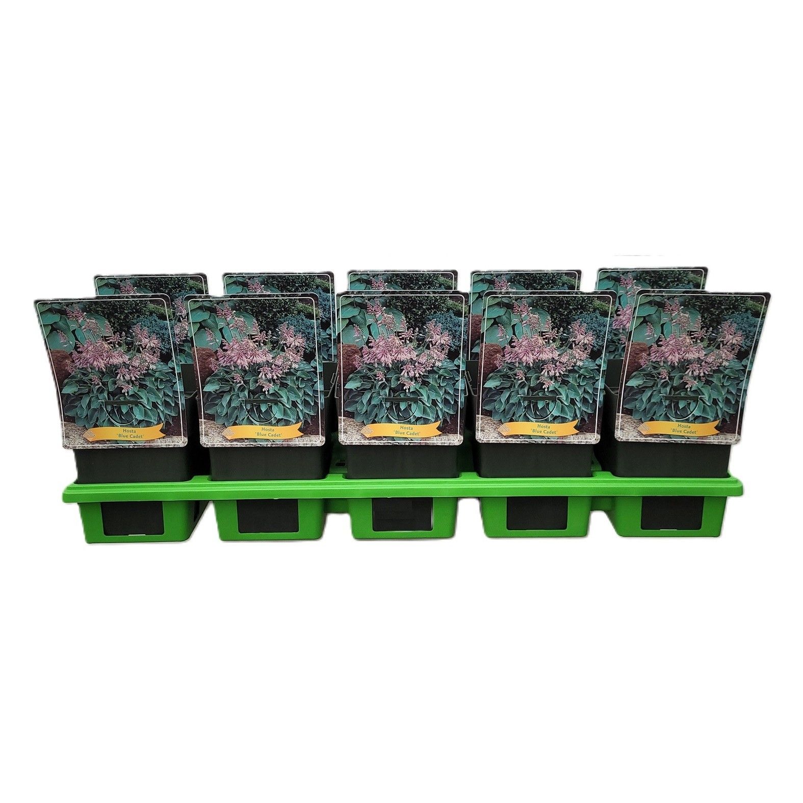 Hosta 'Blue Cadet' P11, D 11 cm