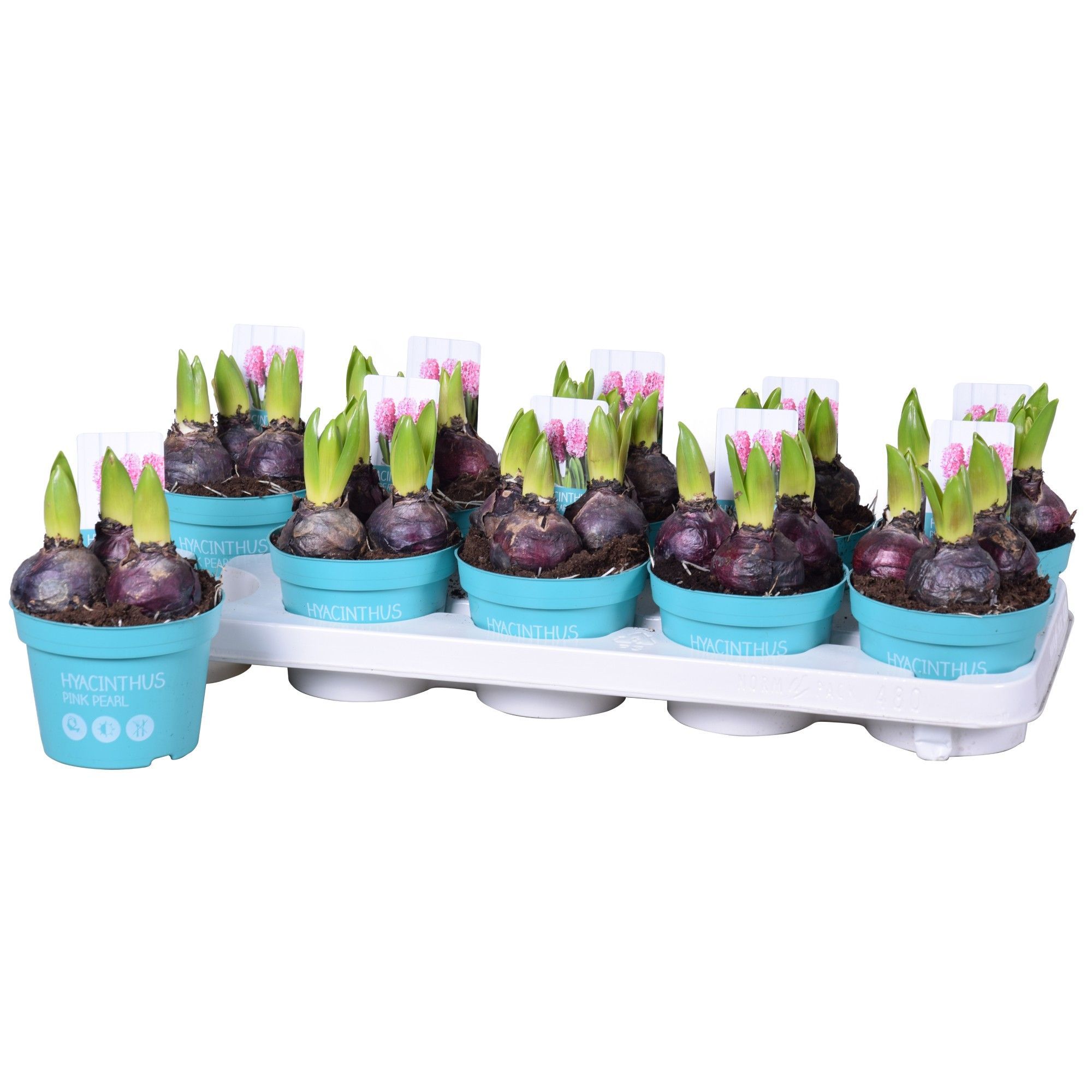 Hyacinthus Pink Pearl 'Diamond Collection' 12cm, D 12