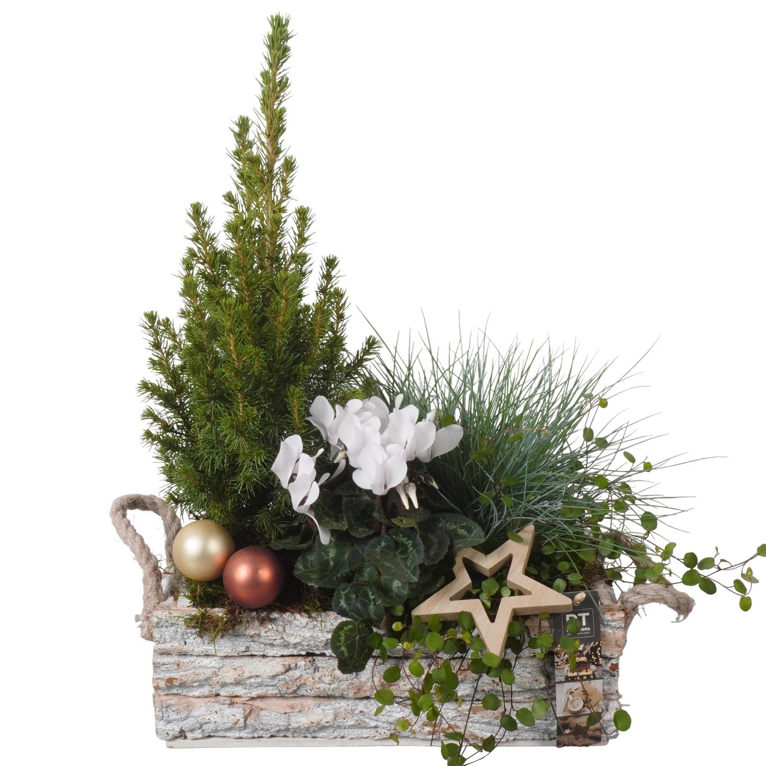PTWO1910 Arrangement Winter Outdoor in houten bak, D 30 cm PTWO1910 Arrangement Winter Outdoor in houten bak, D 30 cm