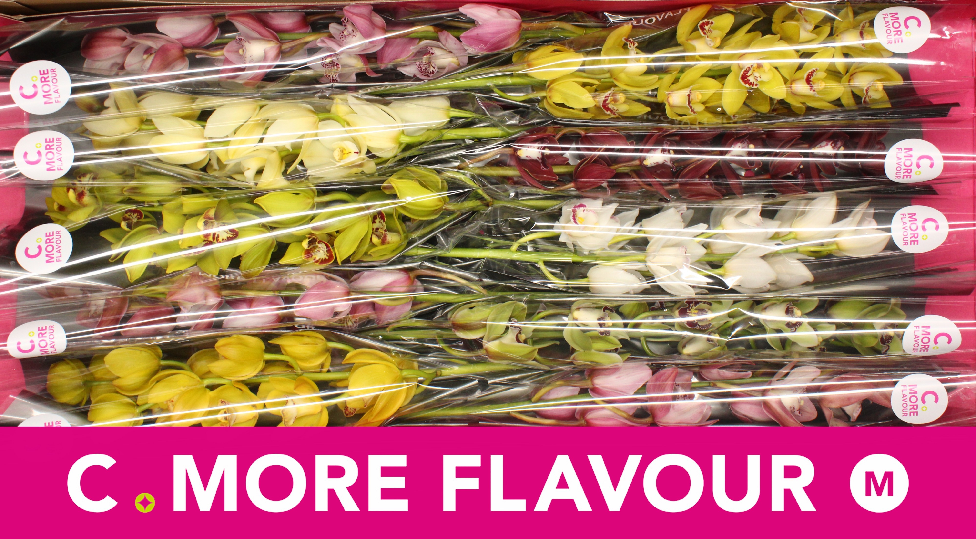 Цимбидиум мини Микс x10 60, шт. Цимбидиум мини Микс x10 60, шт.