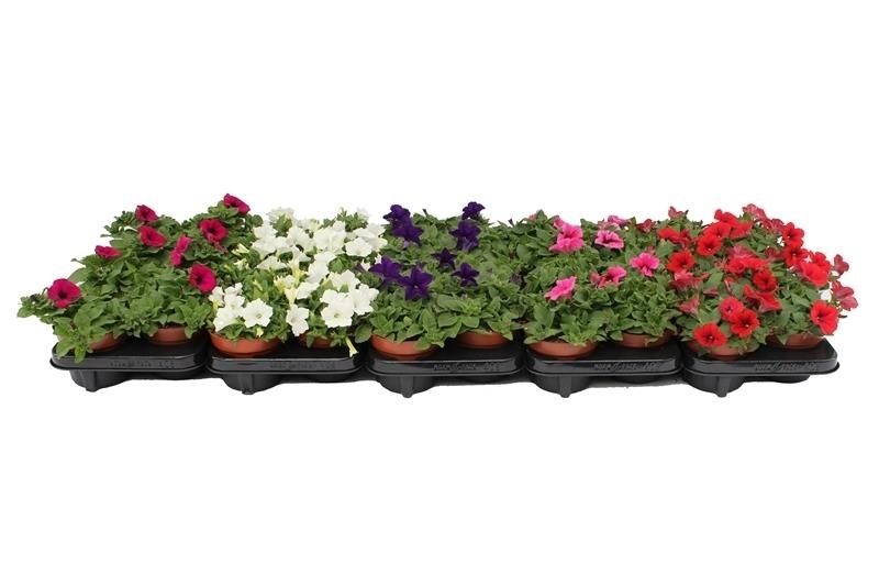 Petunia Mix Layer, D 13