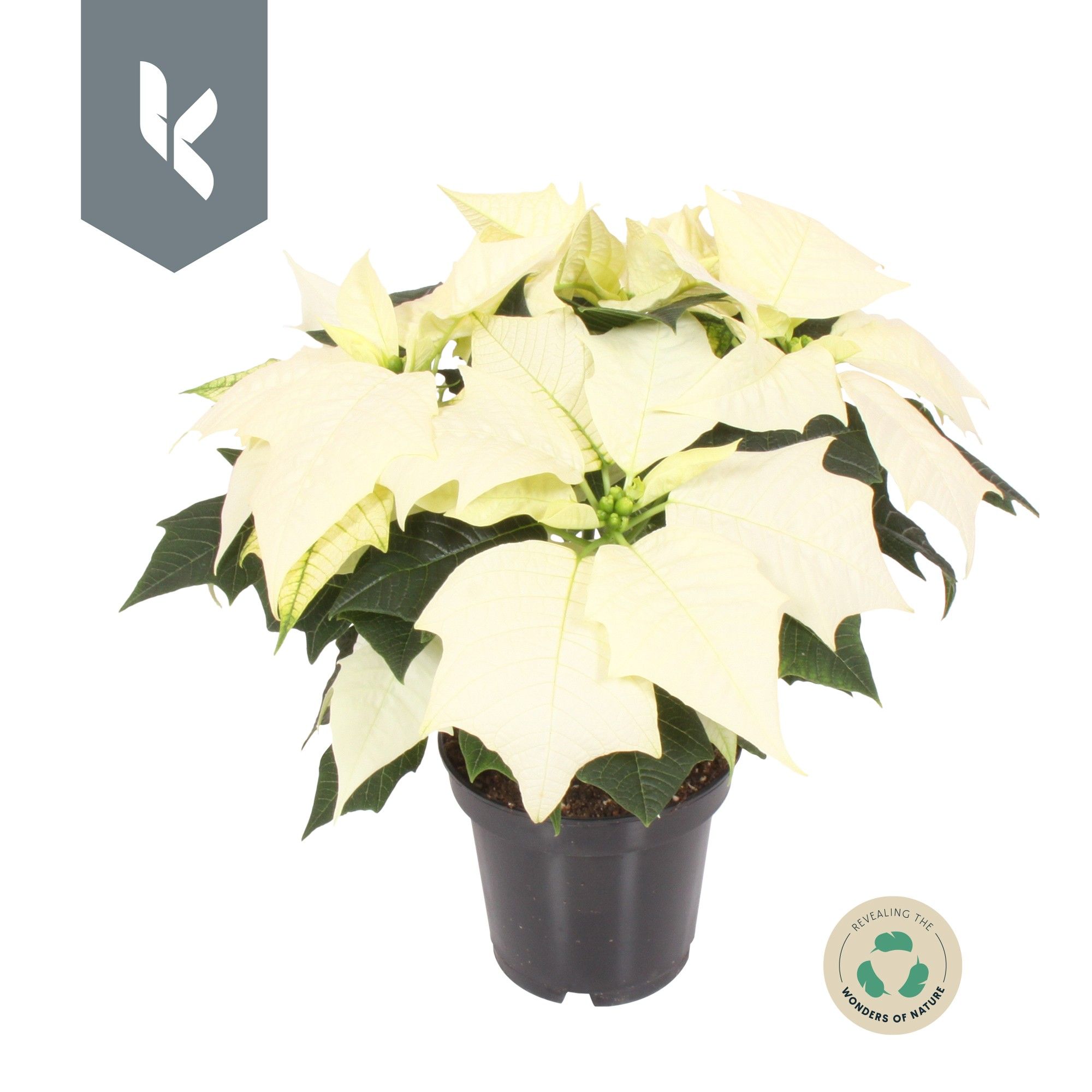 Poinsettia Alaska, D 10,5 cm