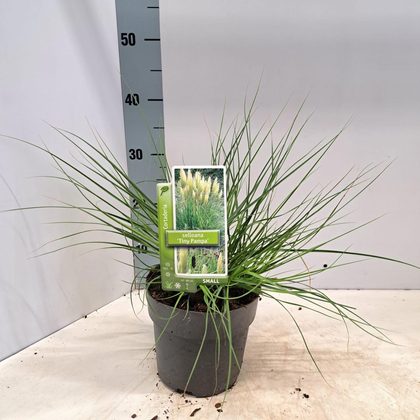 Cortaderia selloana Tiny Pampa (‘Day1’PBR), D 17