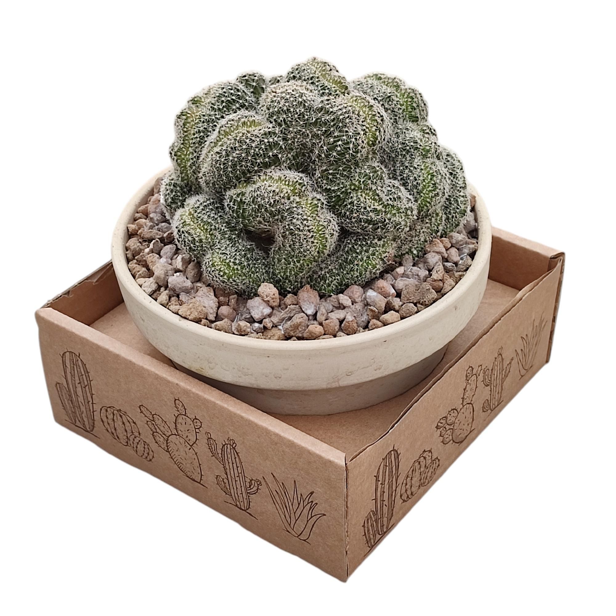 LOBIVIA DENSISPINA CRESTATA - WHITE GRANITE BOWL Ø 15 - CARDBOARD BOX 15X15 CM, D 15