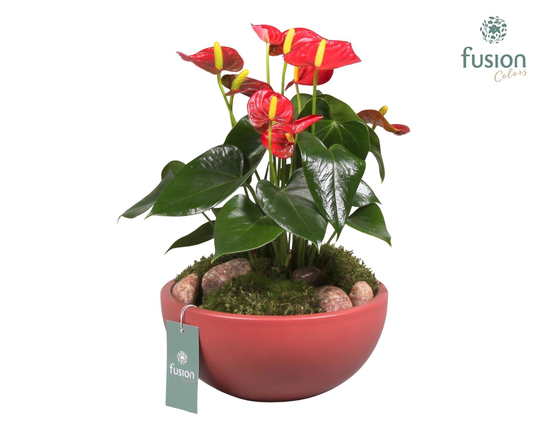 Keramieken schaal met anthurium, D 22