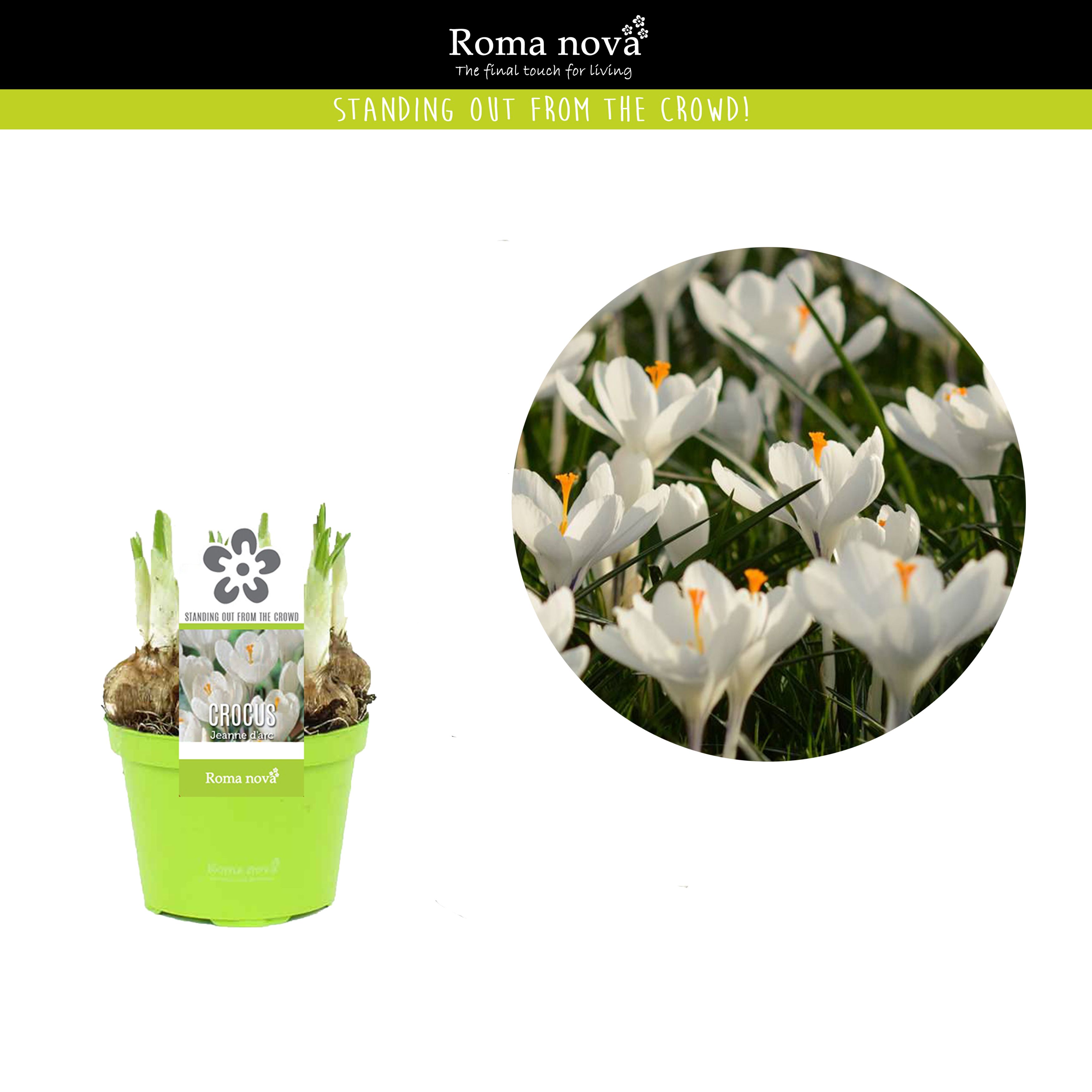 Crocus Jeanne d'Arc 9cm, D 9