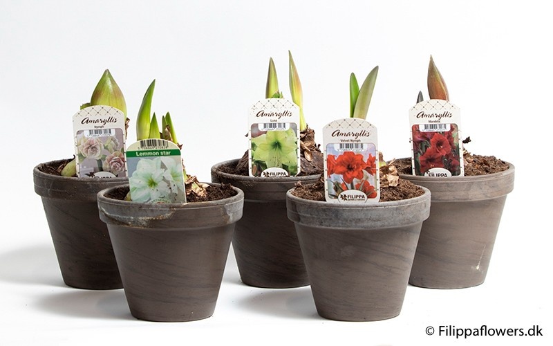 HIPPEASTRUM-HYBRID SPECIALITY MIX, D 15 cm