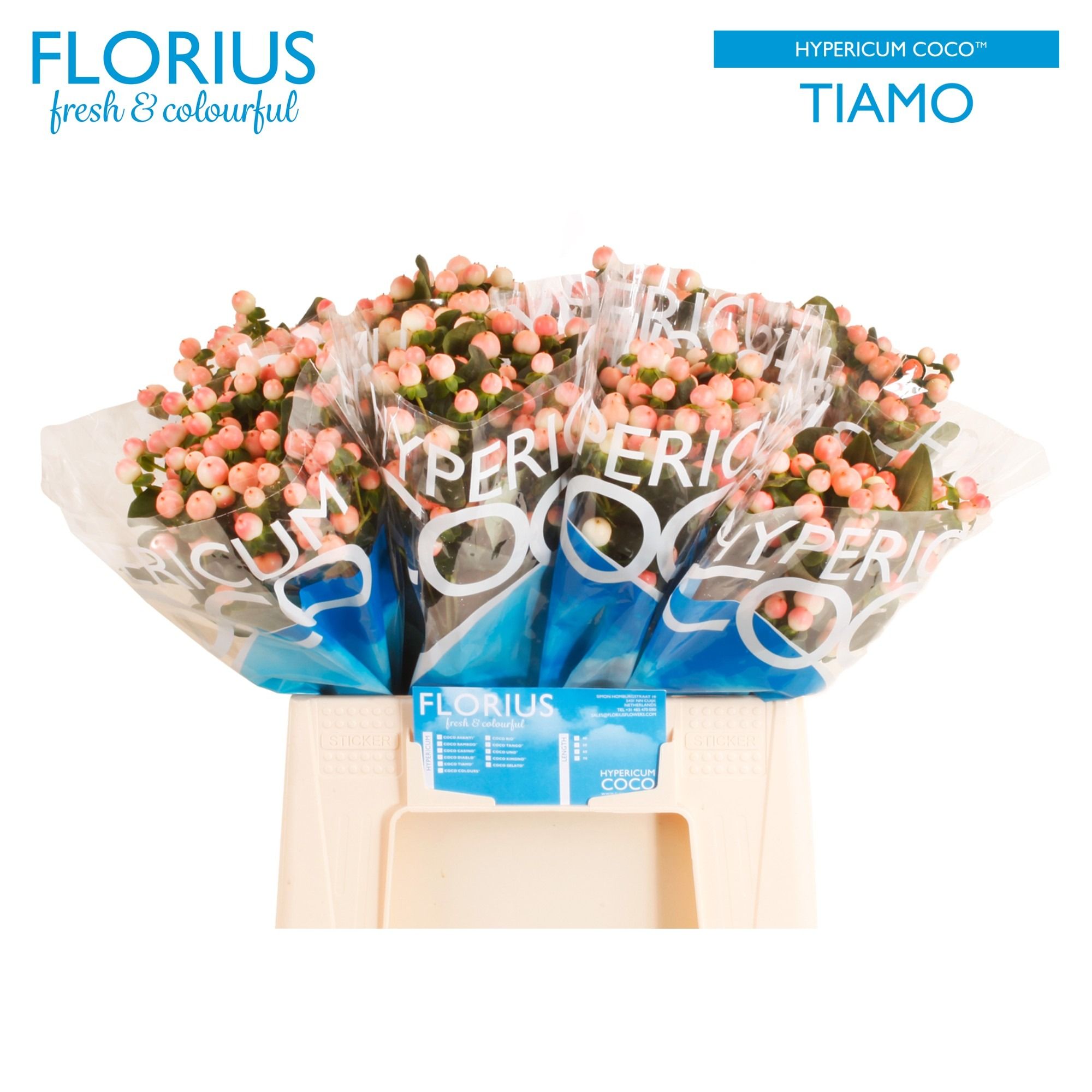 Гипперикум Коко Тиамо 40, шт.