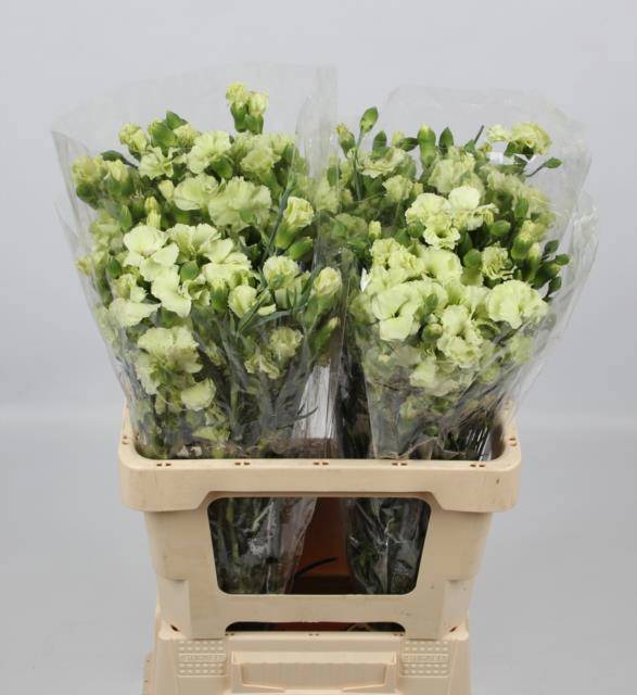 Диантус куст. Соломио Берн, шт.