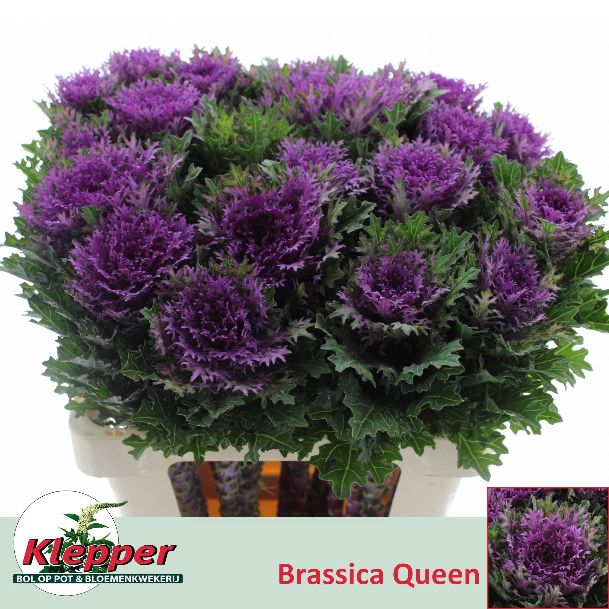 Брассика Крэйн Квин 60, шт.