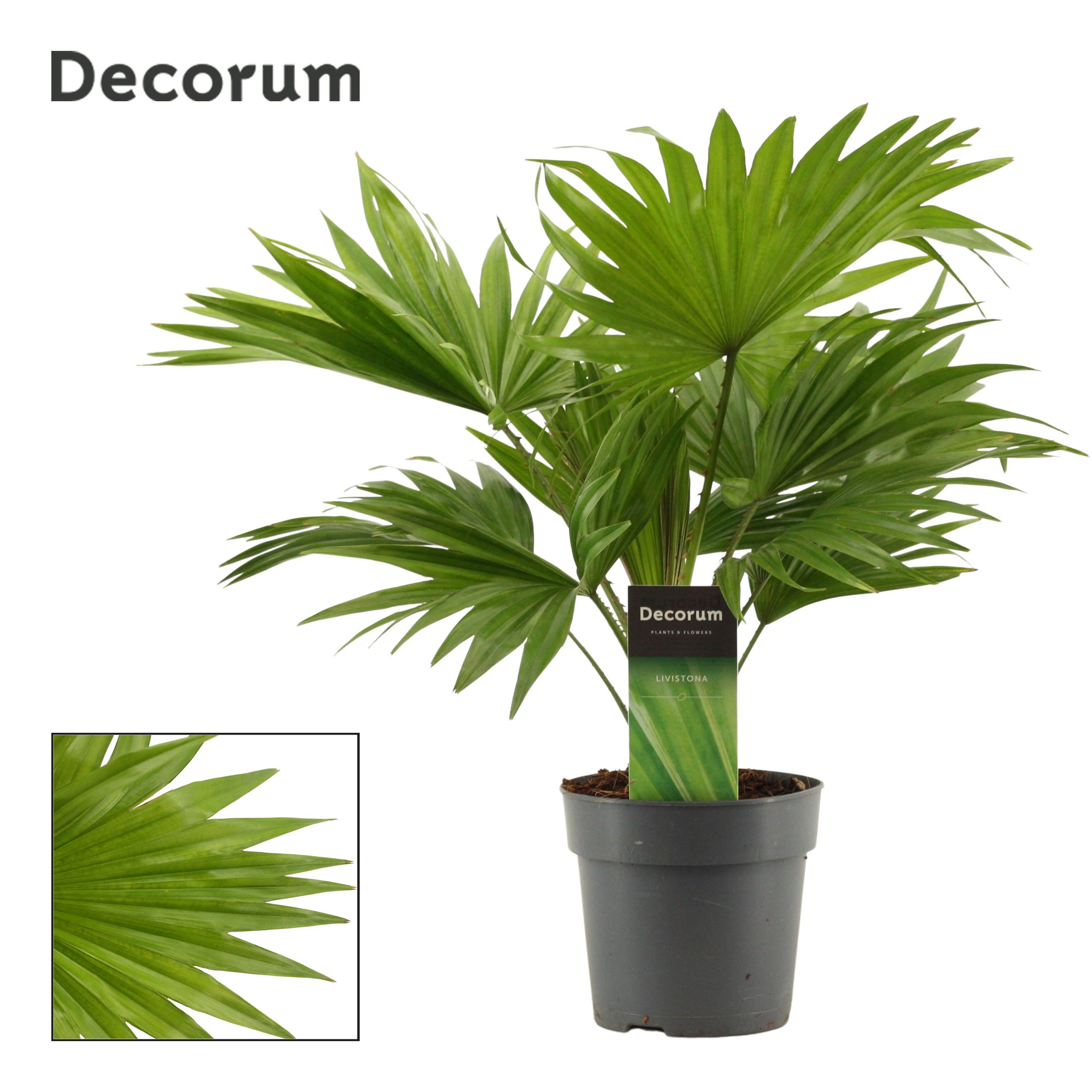 Livistona Rotundifolia 12cm (Decorum), D 12