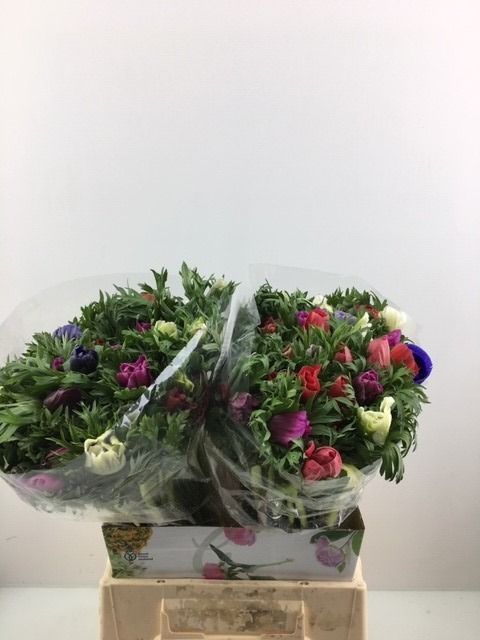 Анемон Микс 40, шт.