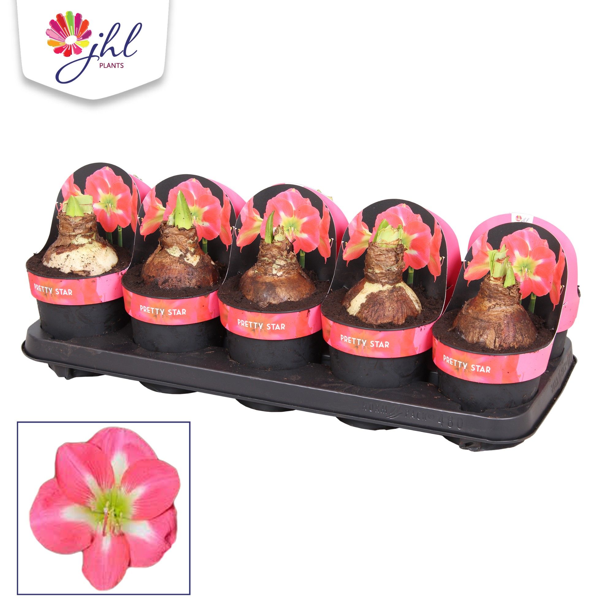 Amaryllis Pretty Star, D 12 cm Amaryllis Pretty Star, D 12 cm