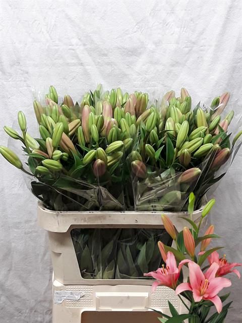 Лилия Бриндизи 80, шт.