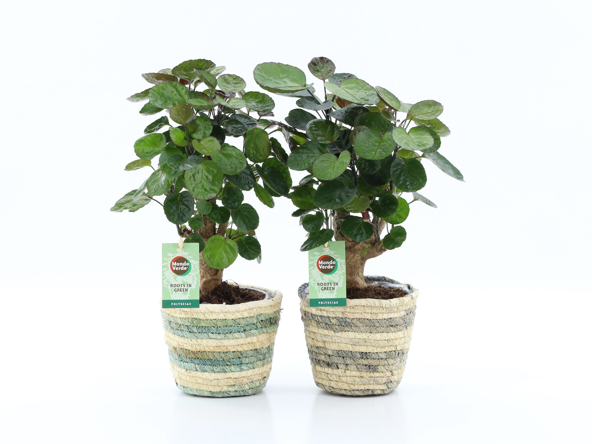 Polyscias Fabian in Noah Lines, D 14