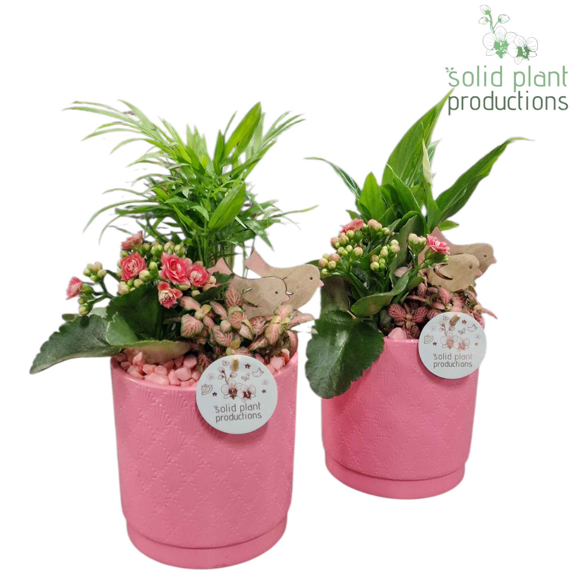 SC001 Amy Pink Mix, D 13