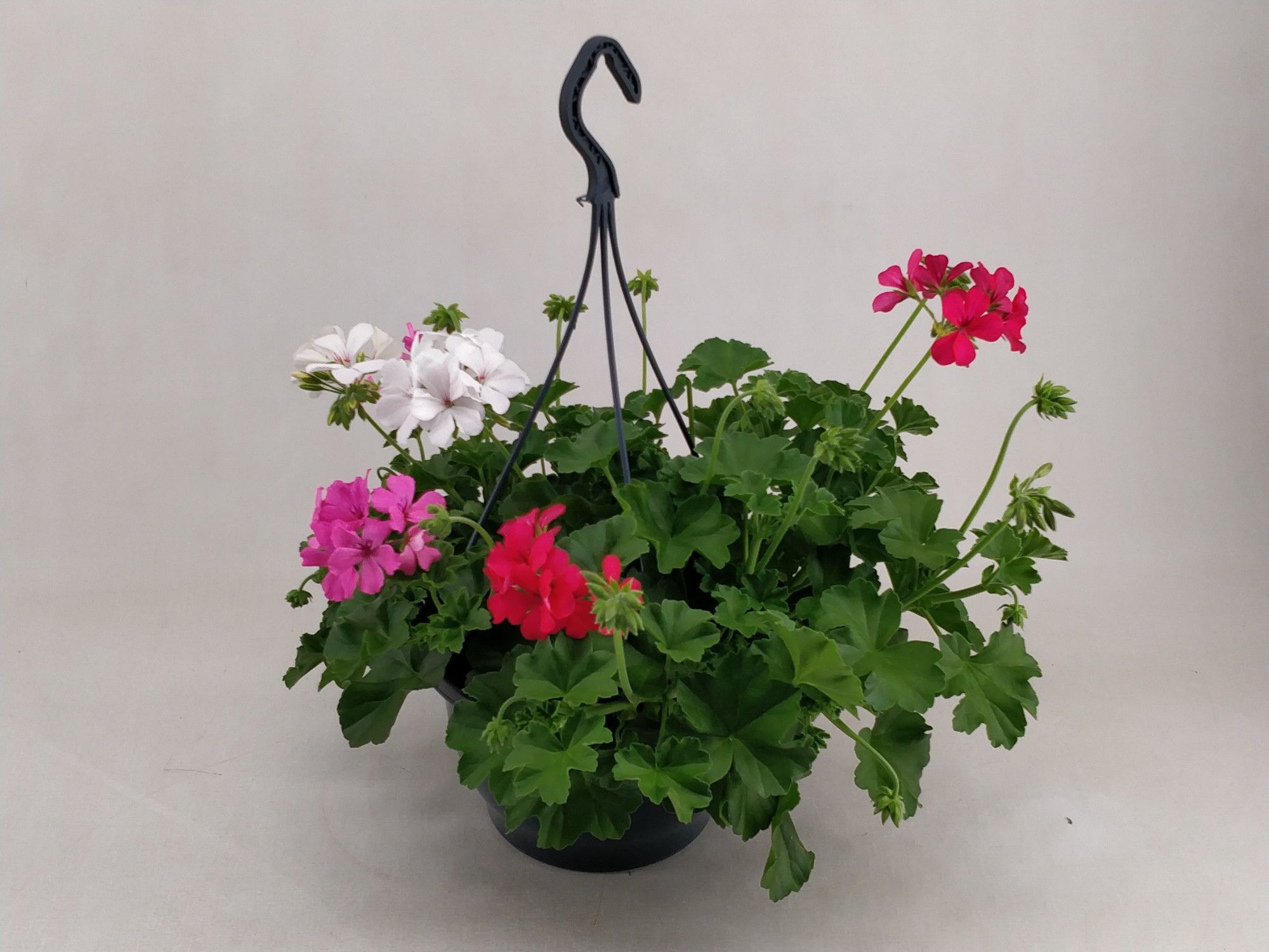pelargonium Marcada trio mixkar, D 23