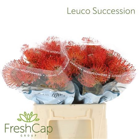 Параномус Рефлексус 50, шт.