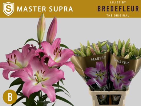 Лилия Мастер 100, шт.