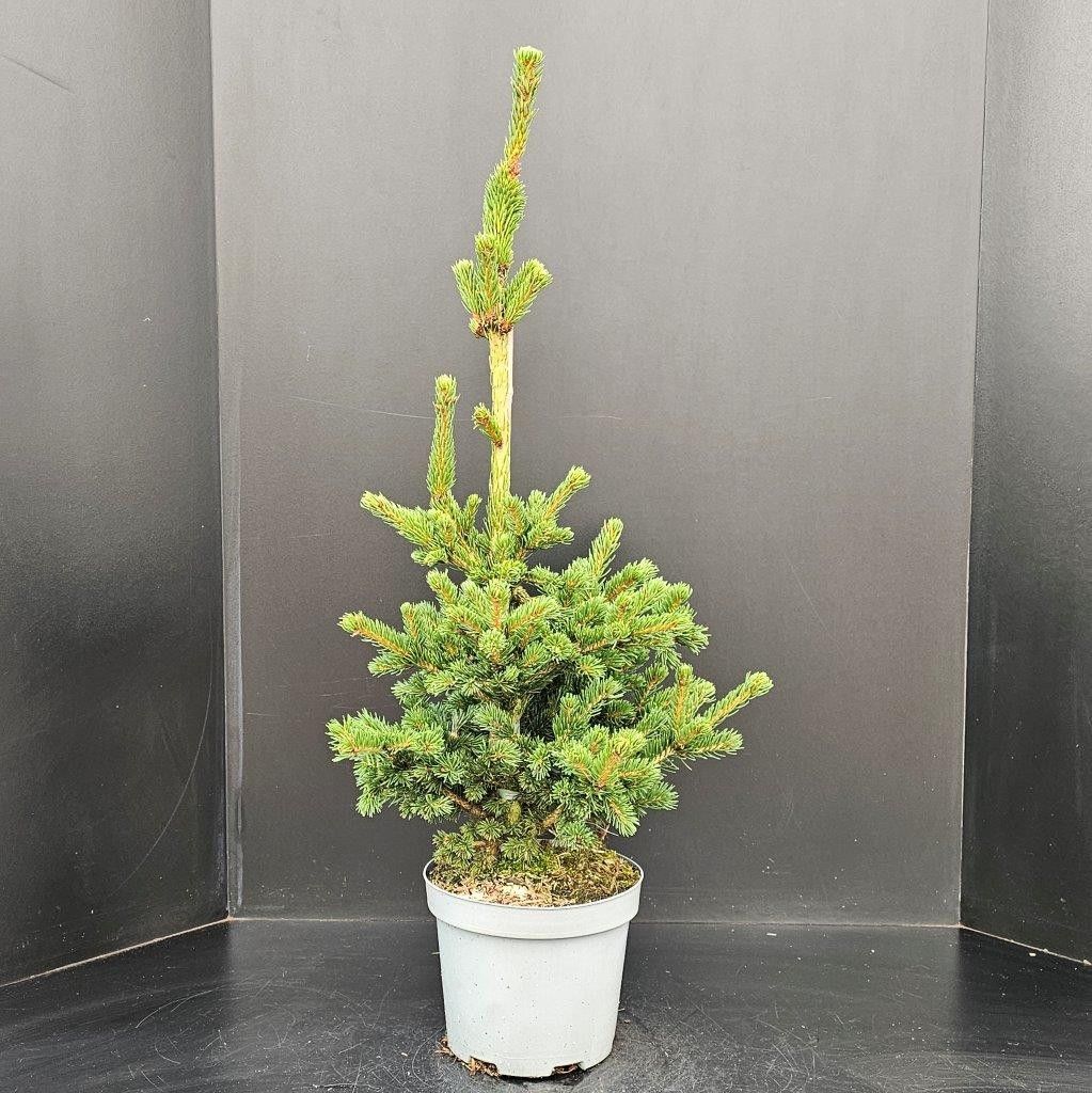 Picea pungea Lucky Strike, D 23