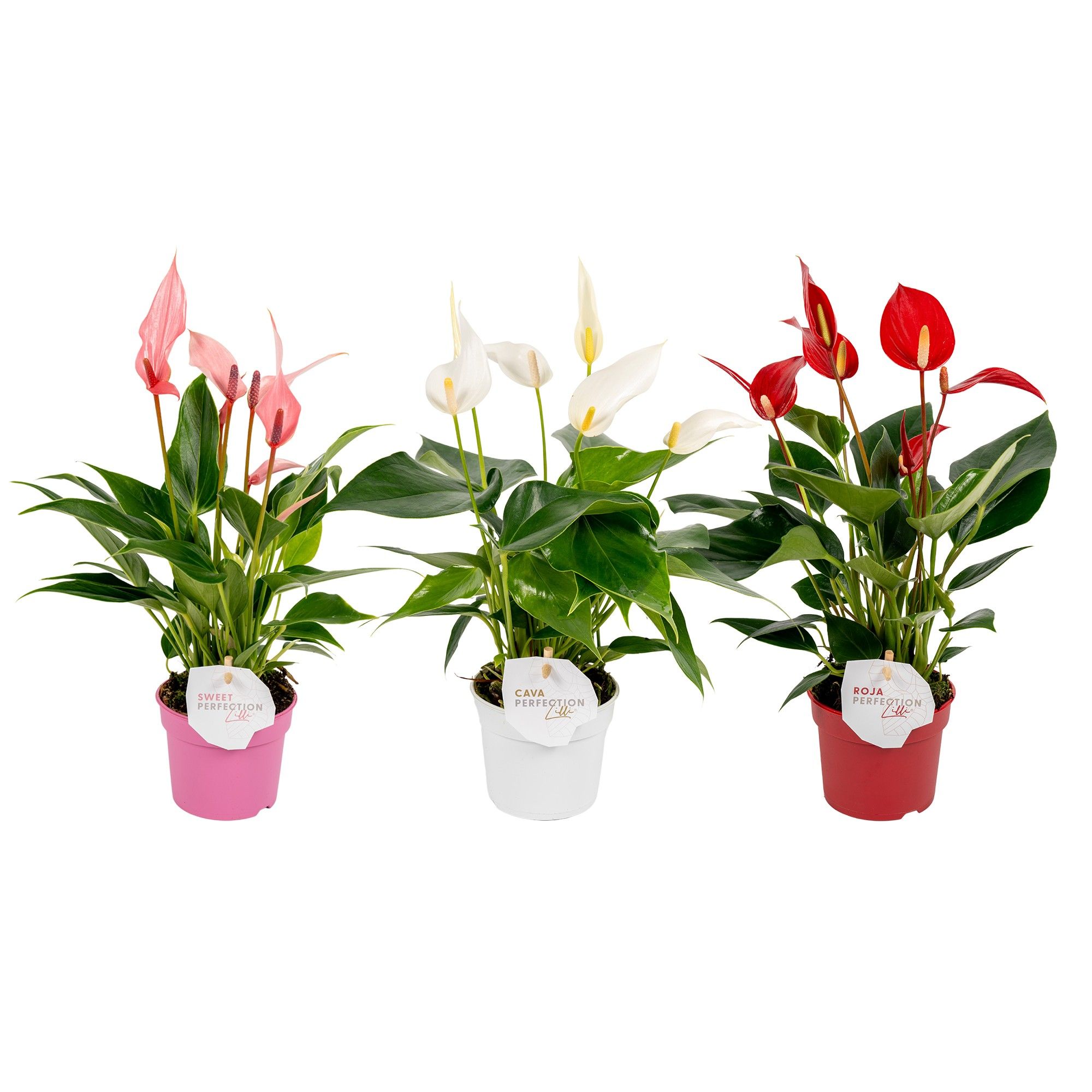 Anthurium Banderola gemengd 3 kleuren, D 9