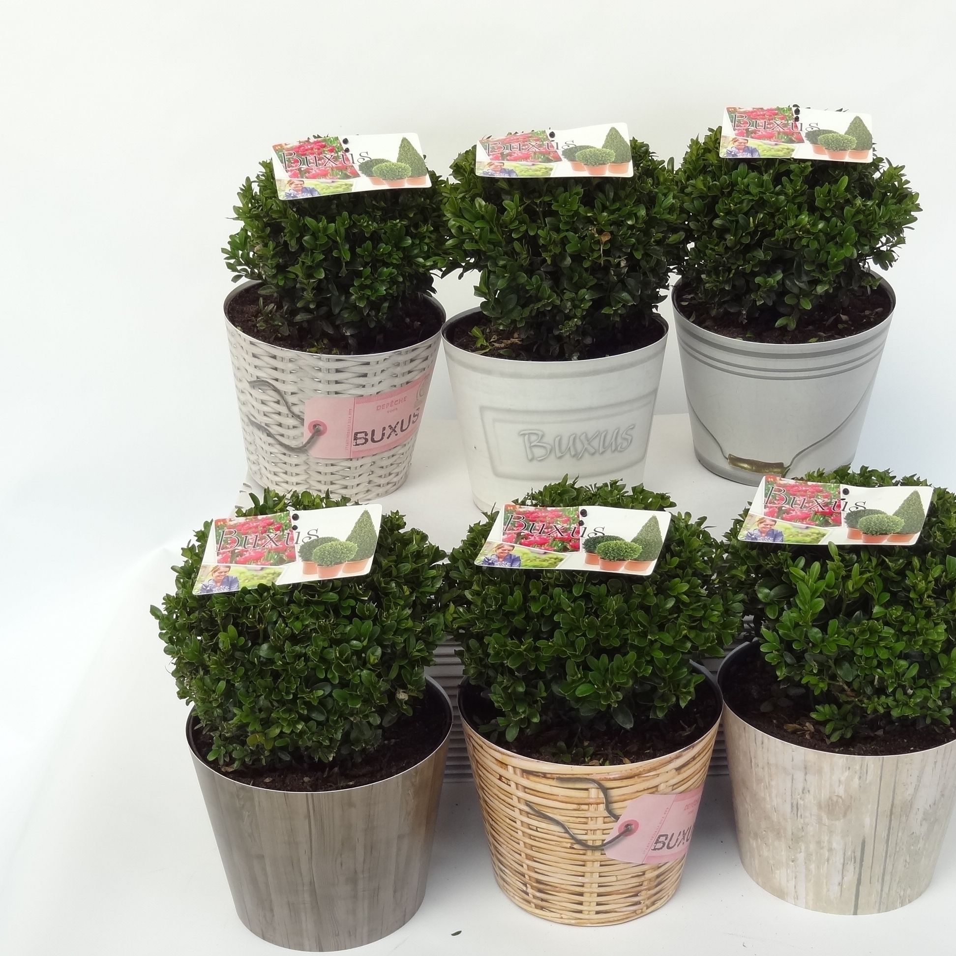 Buxus sempervirens overig, D 19